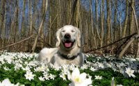 Собака и весна